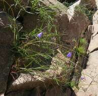 Image of Campanula intercedens Witasek