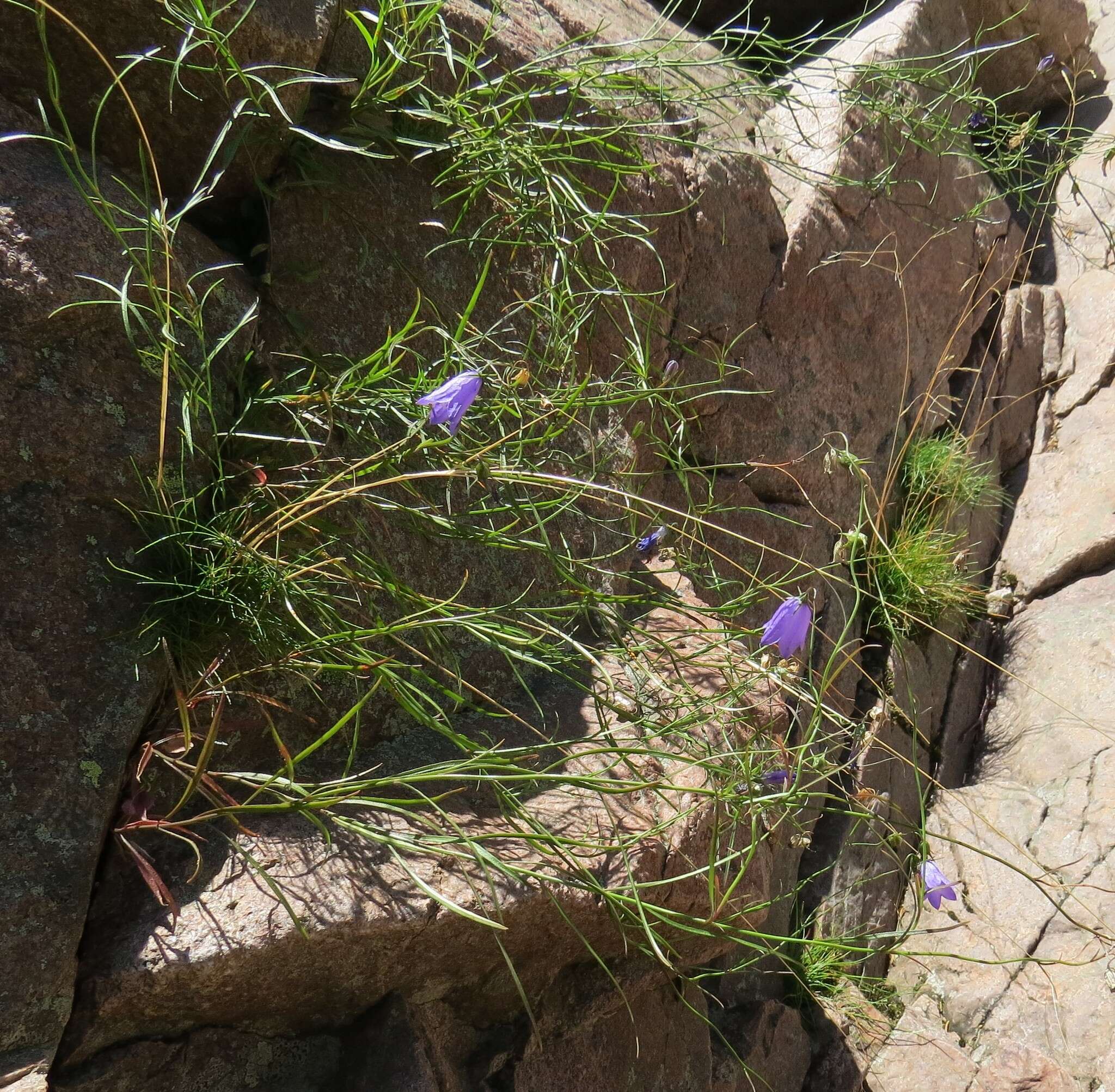 Image of Campanula intercedens Witasek