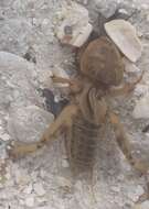 Image of Shortwinged mole cricket