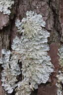 Image of Texan canoparmelia lichen