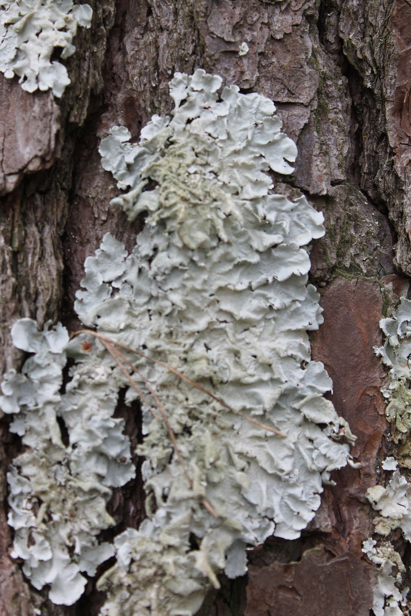 Image of Texan canoparmelia lichen