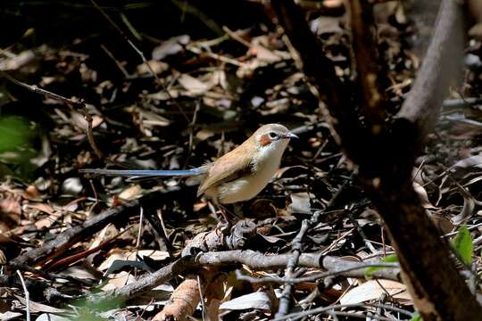 Image of Lilac-crowned Wren