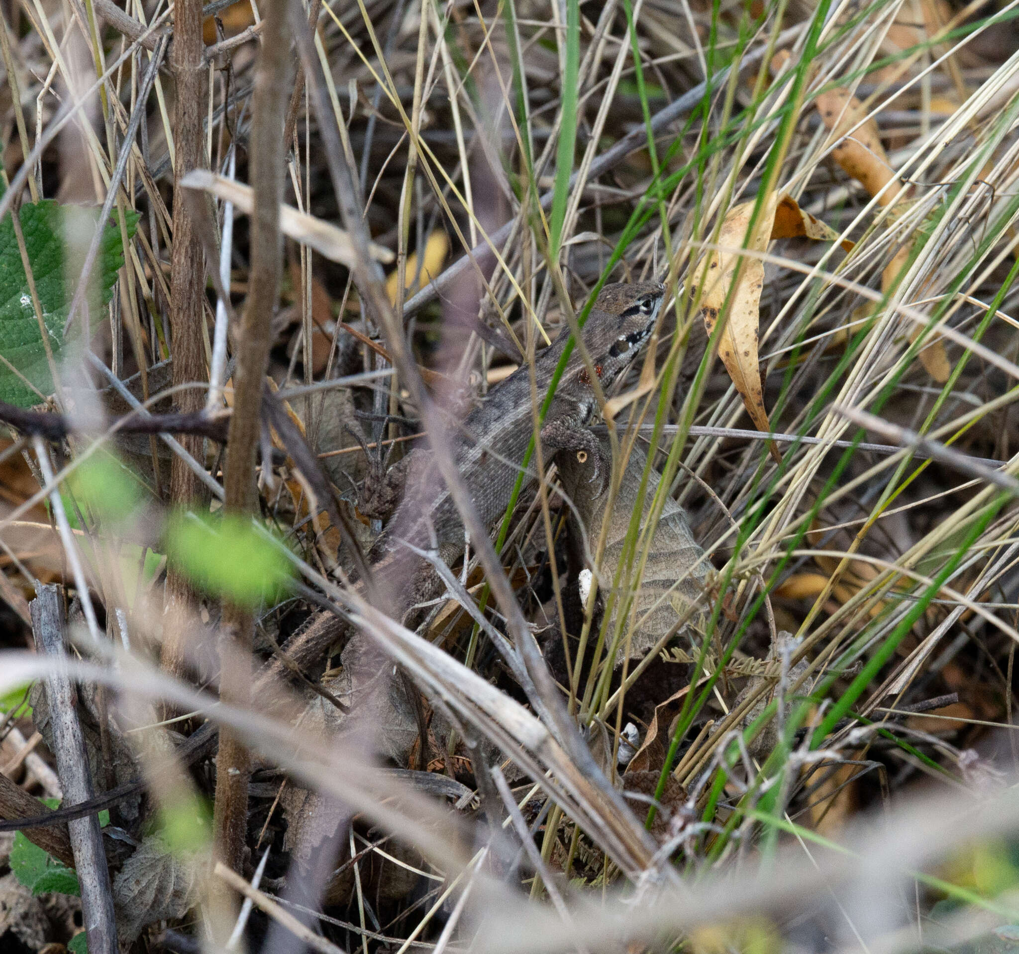 Image of Stenocercus chota Torres-carvajal 2000