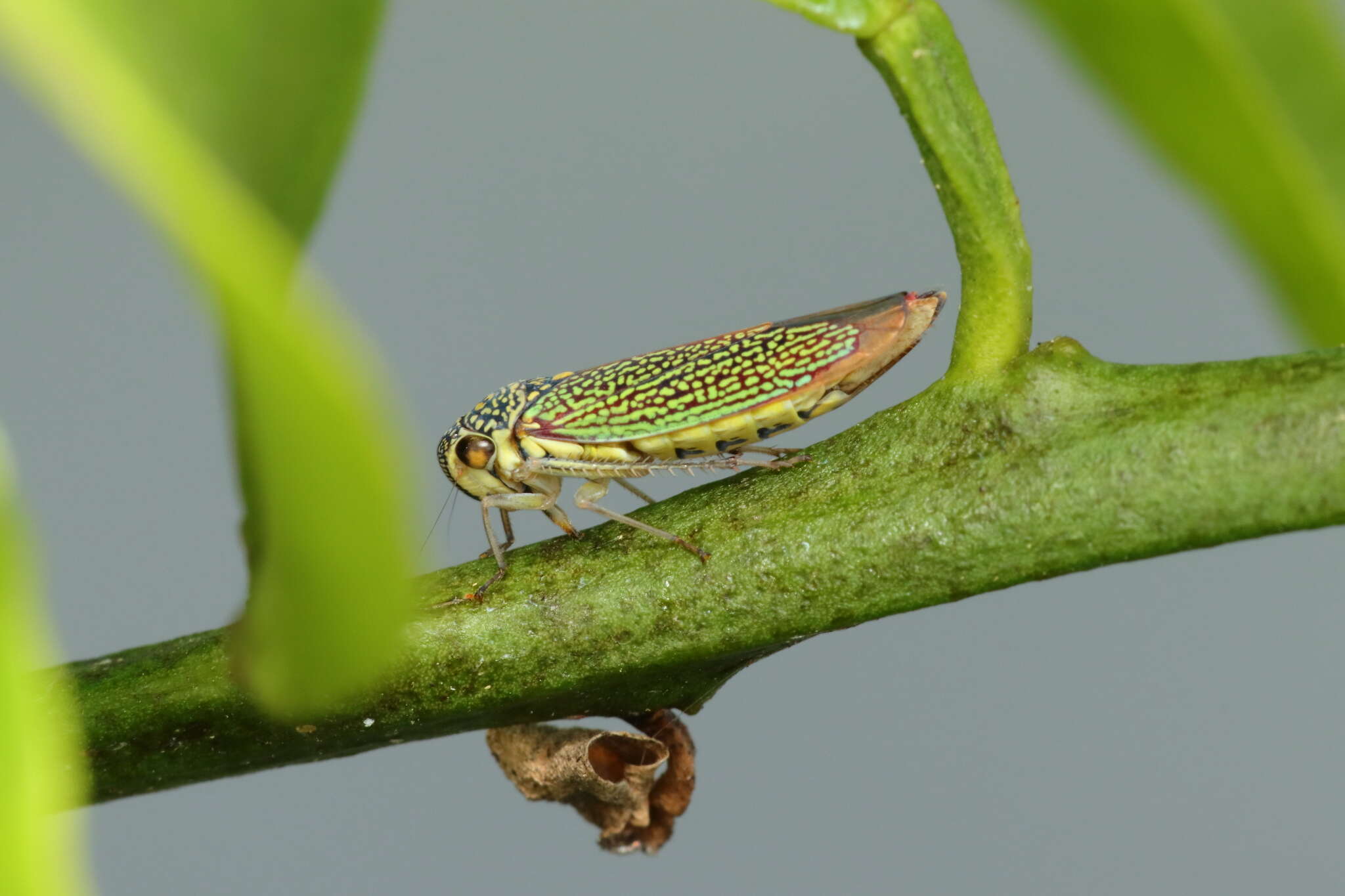 Image of Macugonalia cavifrons (Stal 1862)