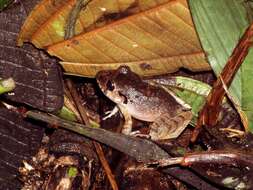 Image of Broadheaded Rainfrog