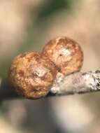 Image of Northern Red Oak Kermes