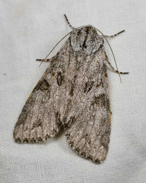 Image of Piney Moth