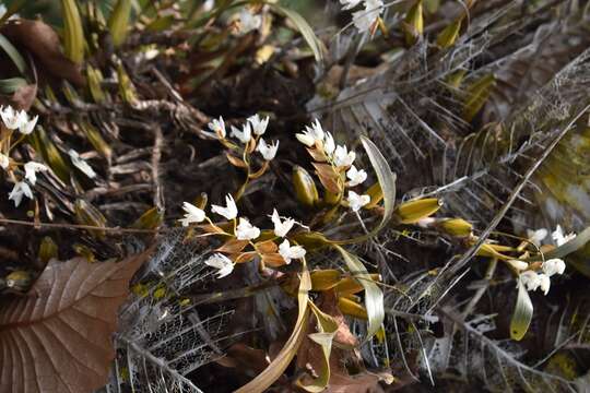 Coelogyne breviscapa Lindl. resmi