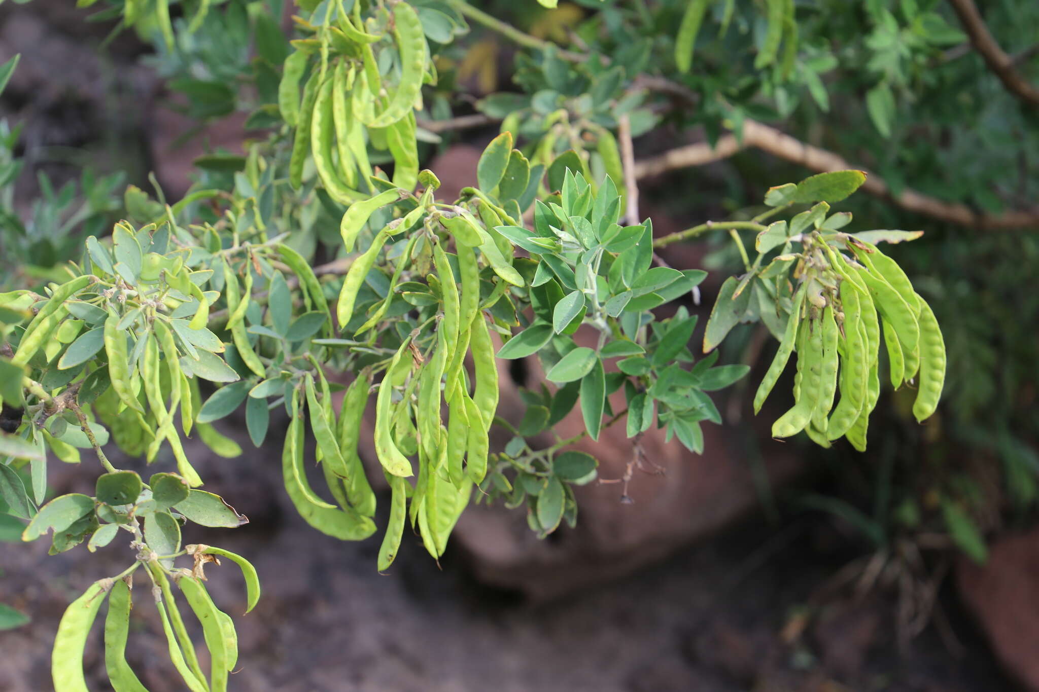 Image of Cytisus aeolicus Guss.