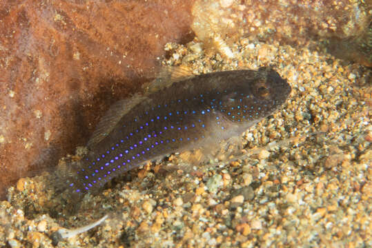 Image of Blue-speckled rubble goby