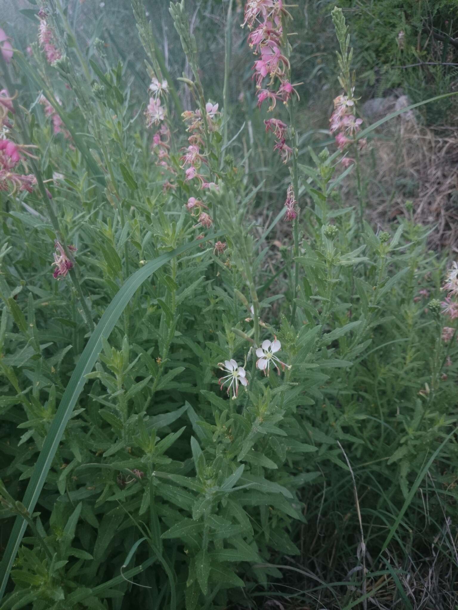 Image of Texas beeblossom