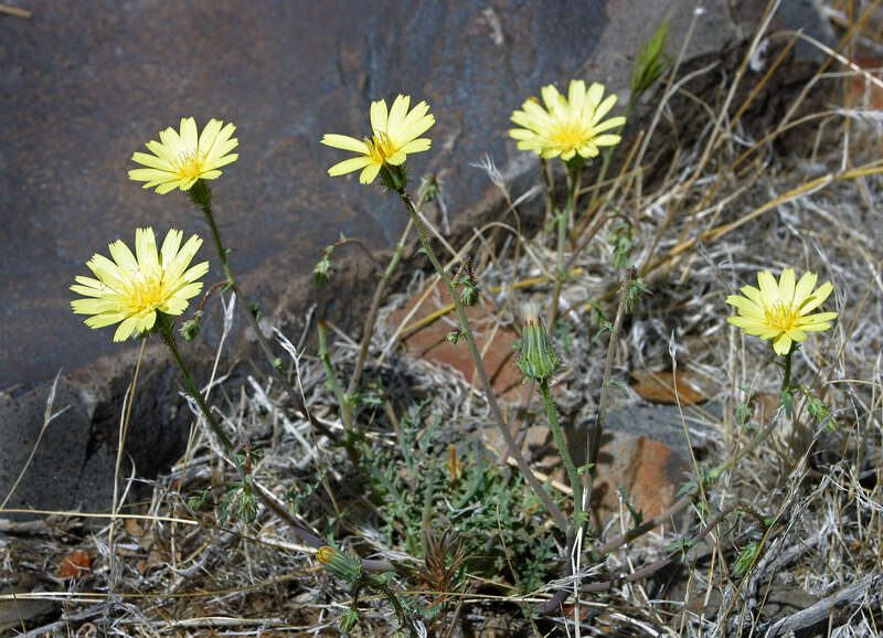 Слика од Calycoseris parryi A. Gray