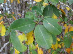 Image de Erythroxylum areolatum L.