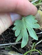 Слика од Ranunculus cardiophyllus Hook.