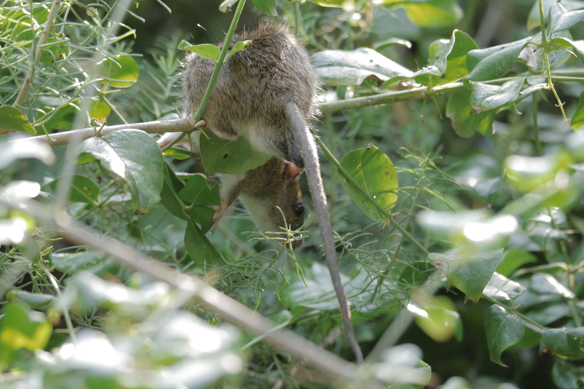 Image of Oriental House Rat