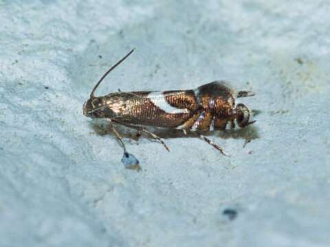 Sivun Diploschizia impigritella Clemens 1862 kuva