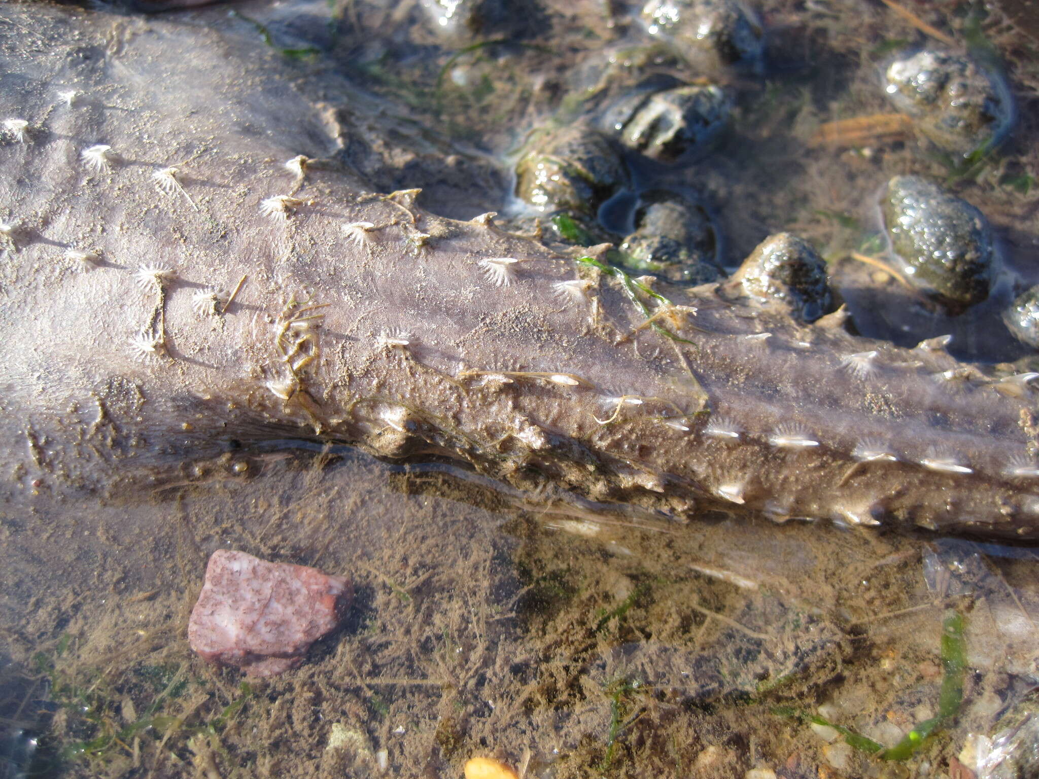 Image of Little Skate