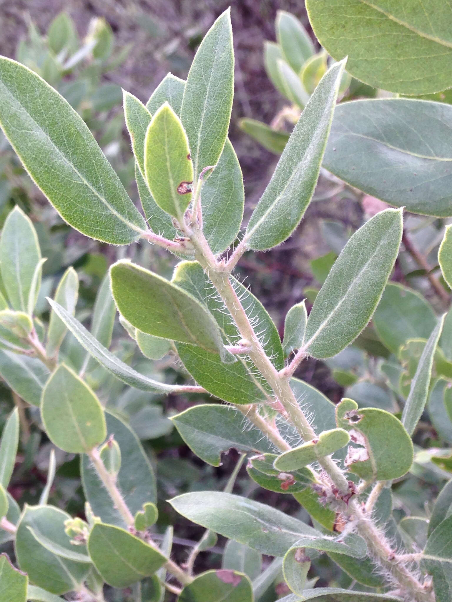 Plancia ëd Arctostaphylos crustacea subsp. crinita (J. E. Adams) V. T. Parker, M. C. Vasey & J. E. Keeley