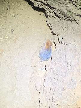 Image of Black and Rufous Elephant Shrew