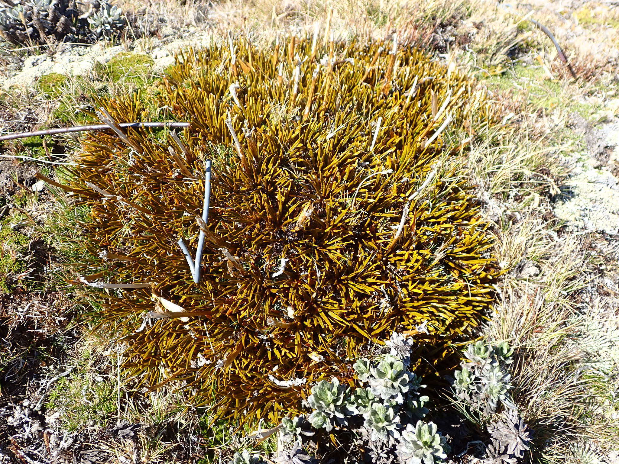 Image of Aciphylla simplex Petrie