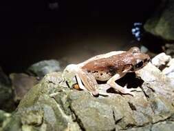 Image of Leptobrachella picta (Malkmus 1992)