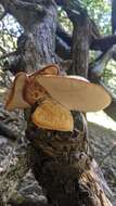 Image of Polyporus mcmurphyi Murrill 1915