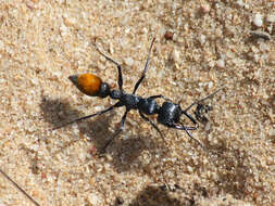 Image of Myrmecia mandibularis Smith 1858