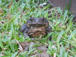 Image of Giant toad