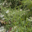 Image of Silene turkestanica Regel