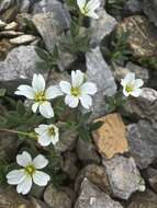 صورة Cerastium latifolium L.