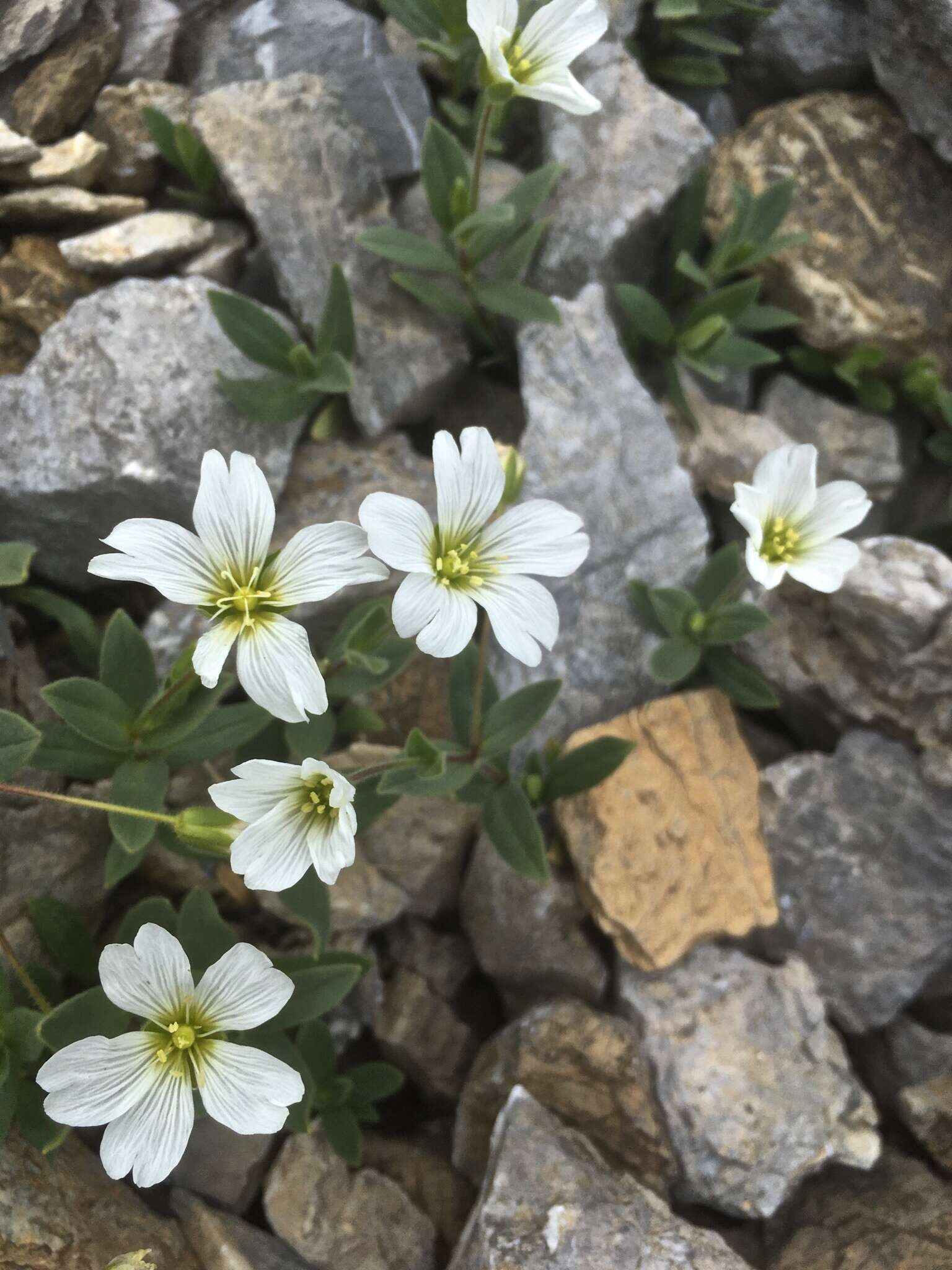 Image of Broad-leaved Mouse Ear