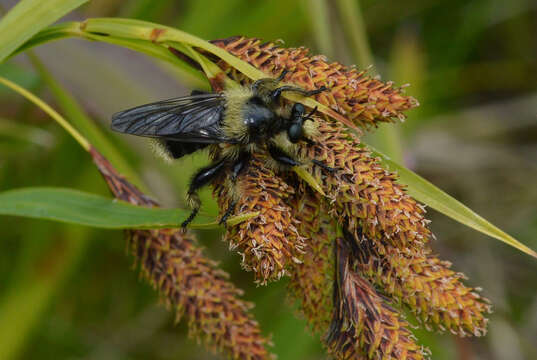 صورة Laphria columbica Walker 1866