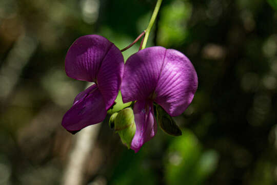 Image of Tephrosia cordata Hutch. & Burtt Davy