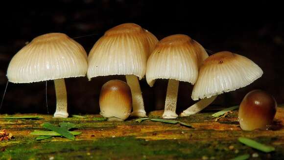 Tricholoma margarita (Murrill) Murrill 1940 resmi