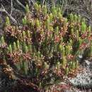 Image of Erica plukenetii subsp. lineata (Benth.) E. G. H. Oliv. & I. M. Oliv.