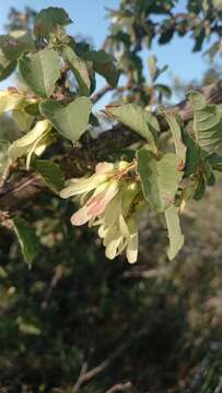 Image of Ruprechtia apetala Wedd.