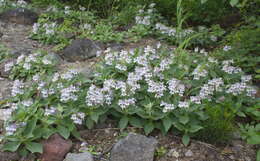 Image of Pennellianthus frutescens (Lamb.) Crosswhite