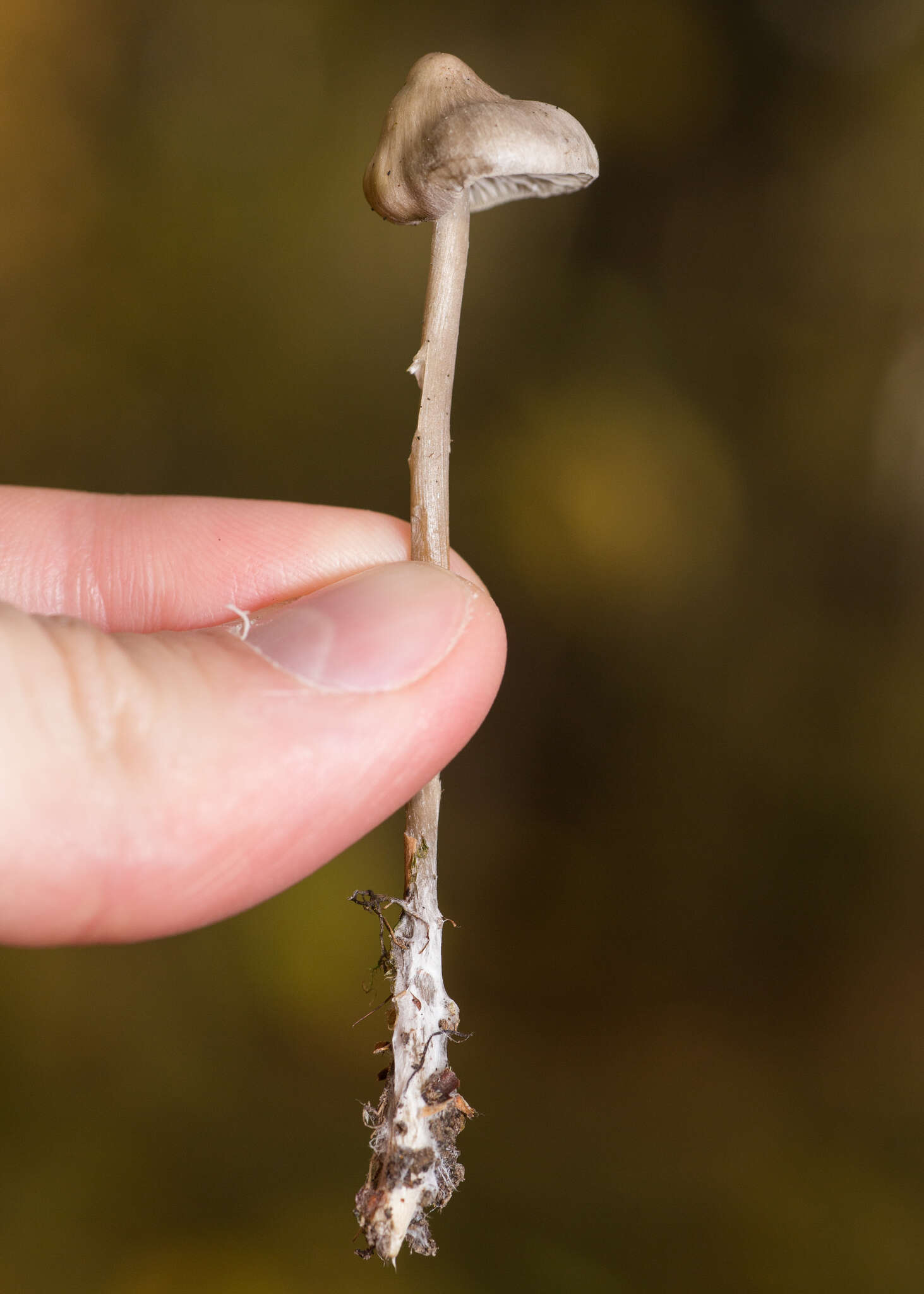 Sivun Tephrocybe kuva