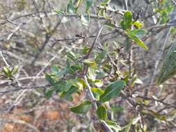 Image of Fockea edulis (Thunb.) K. Schum.