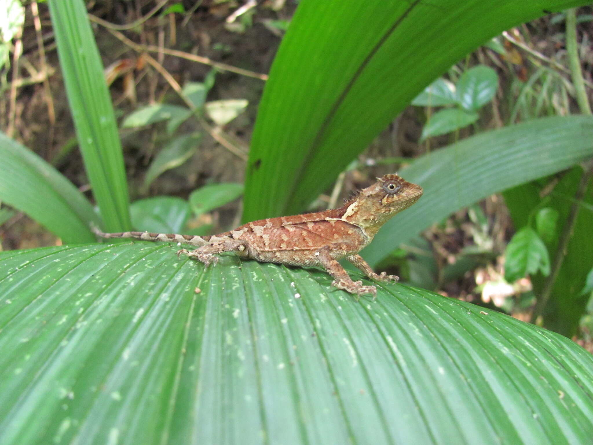 Image of Brown Pricklenape