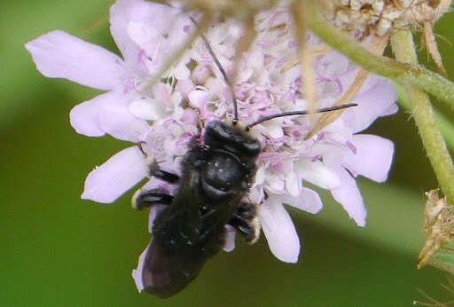 Image of Melissodes bimaculatus (Lepeletier 1825)