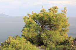 Imagem de Pinus brutia var. pityusa (Steven) Silba