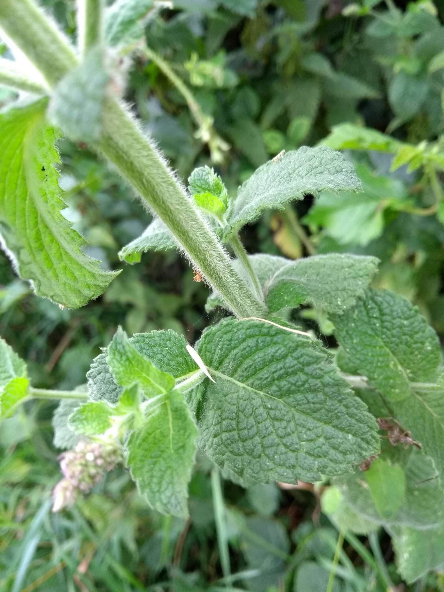 Mentha villosa Huds.的圖片