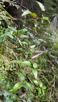 Image of Clematis forsteri J. F. Gmel.