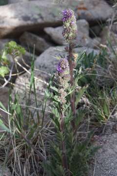 Image of silky phacelia