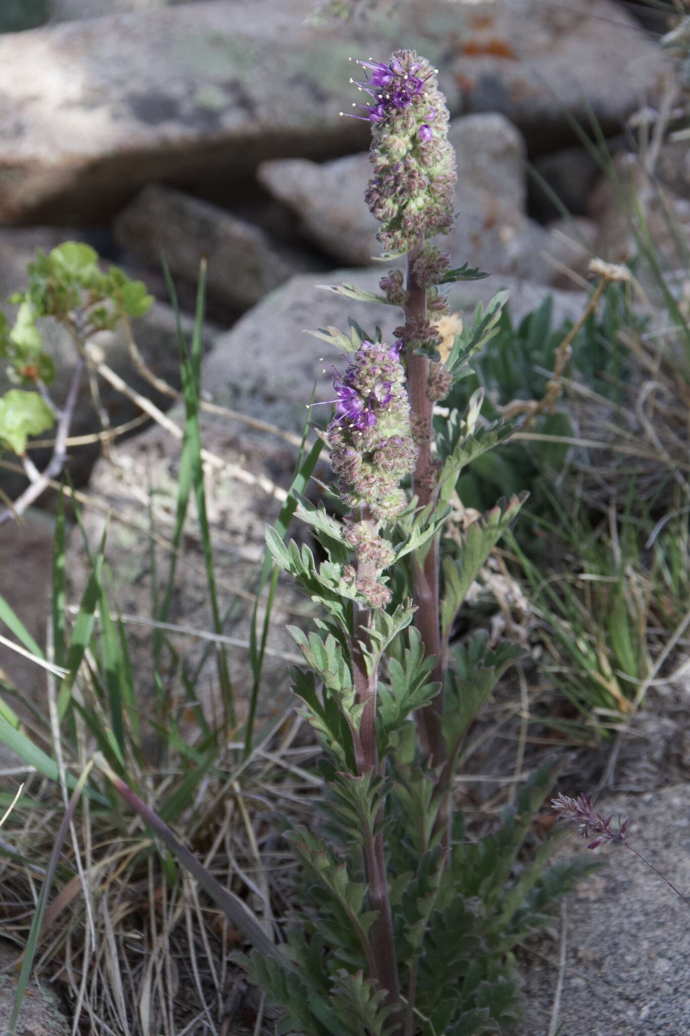 Image de Phacelia sericea subsp. ciliosa (Rydb.) G. W. Gillett