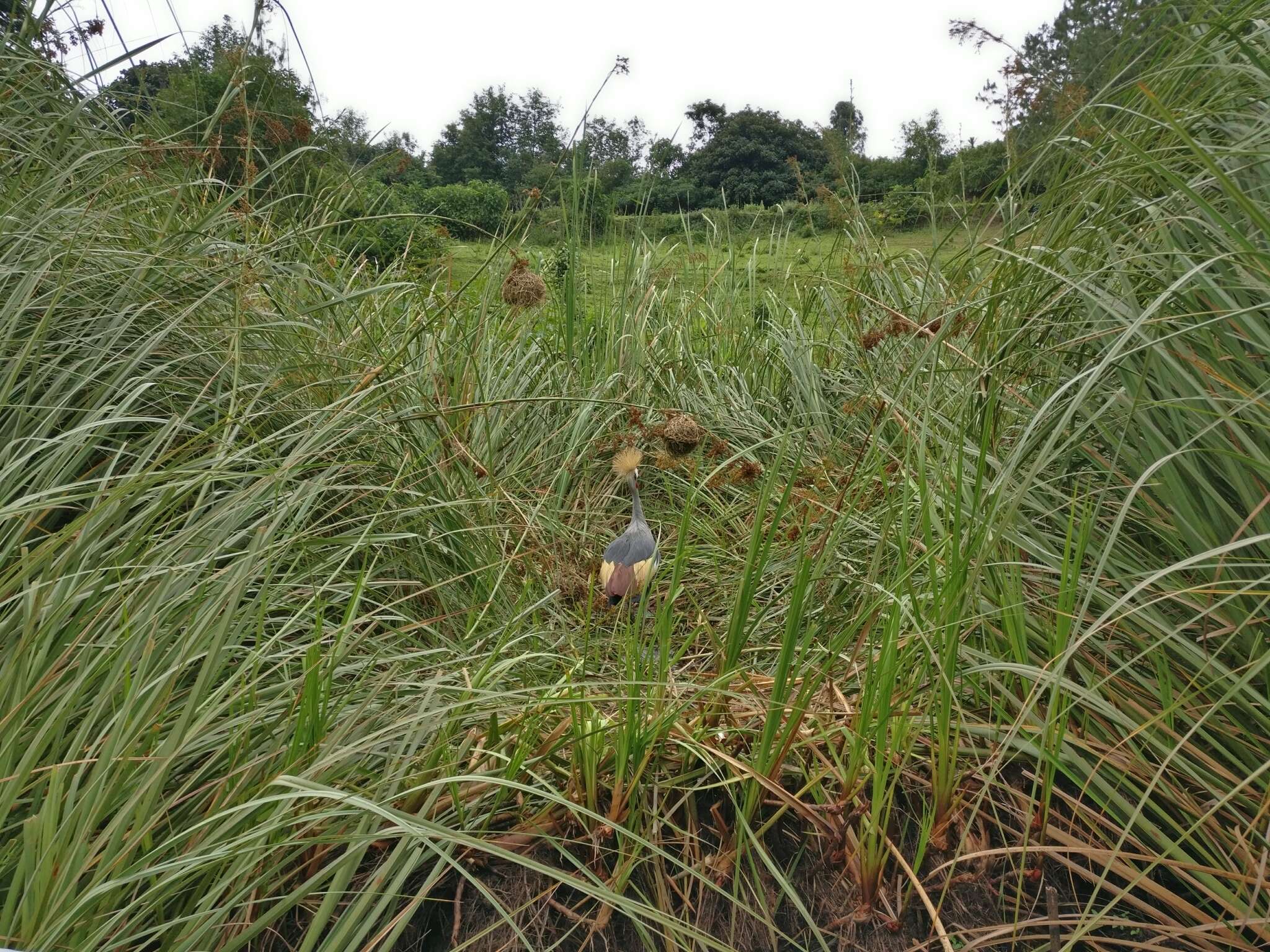 Imagem de Grou-coroado-oriental