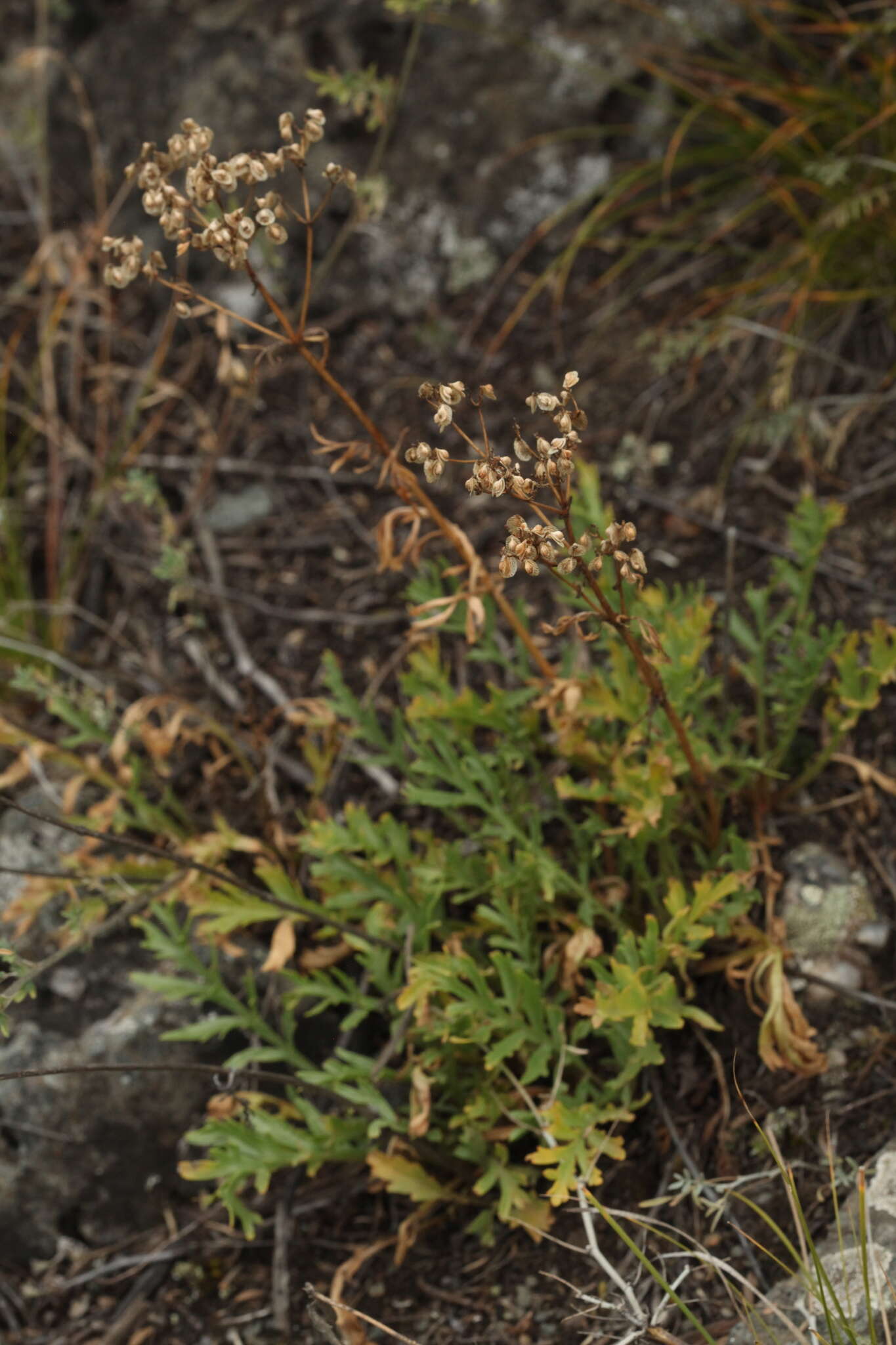 Image de Patrinia intermedia (Hornem.) Roem. & Schult.