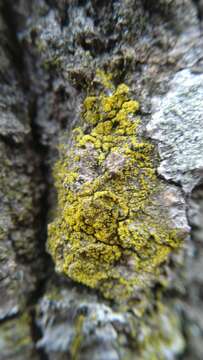 Image of eggyolk lichen