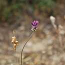 Image of Allium pruinatum Link ex Spreng.